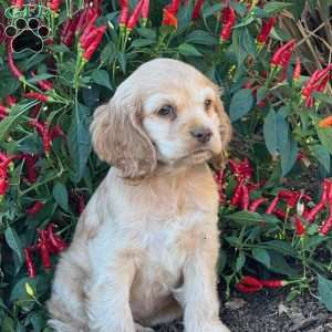 Audrey, Cocker Spaniel Puppy